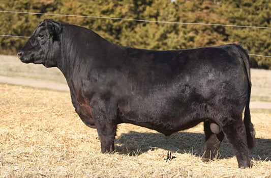 Play It Safe Angus Bull Genesource