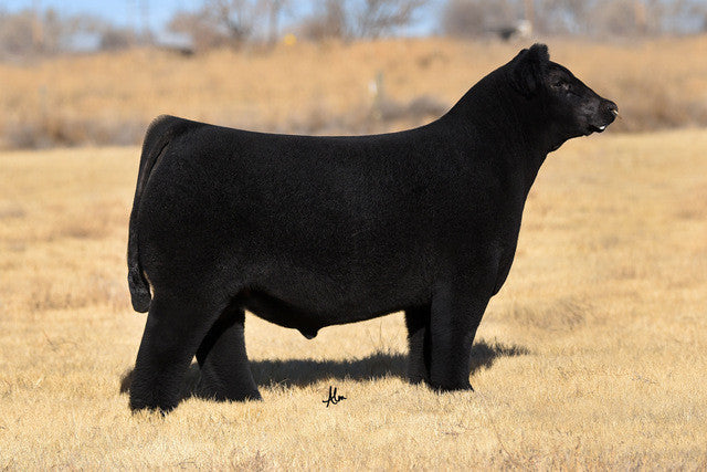 MLC ESS Problem Solved Club Calf Bull- Genesource