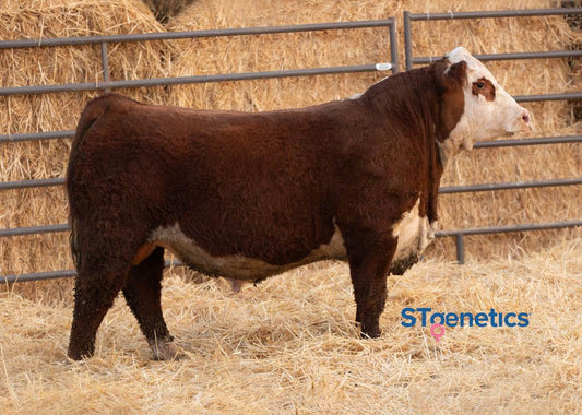 /S PROFOUND 44041 ET Polled Hereford Bull-Genesource