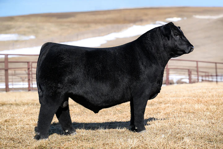 Style's Reset Angus Bull-Genesource