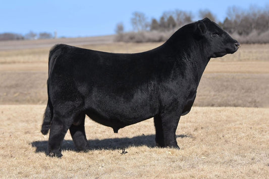Rose Apex 3204 Maintainer Bull Genesource