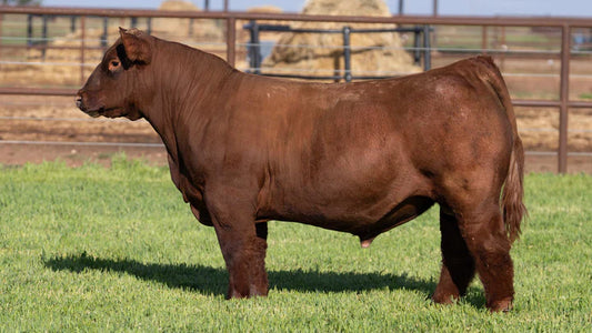 Ready for War Red club calf Genesource