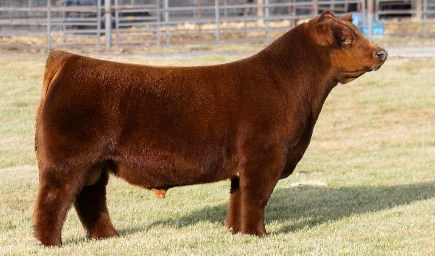 Red Rocket Club Calf Bull- genesource