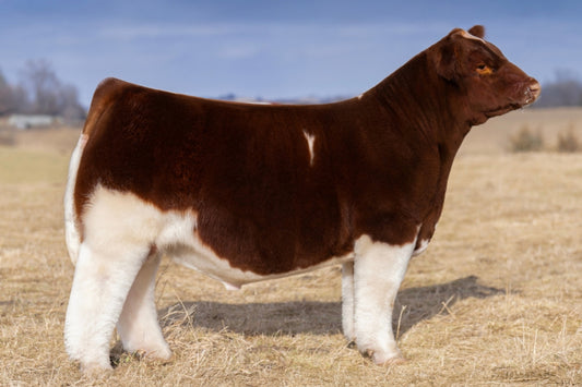 Red & White Delight Club Calf Bull-Genesouce