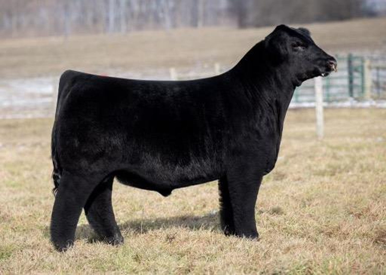 Revelation 2K Simmental bull- Genesource