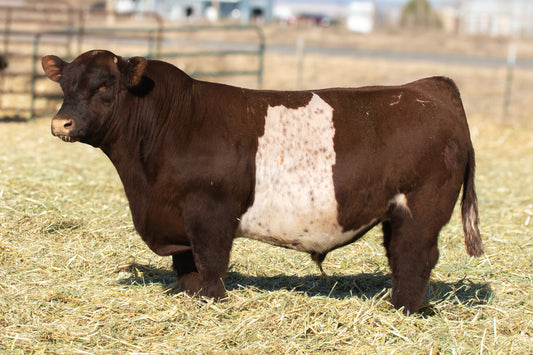 Rock Hound  Club Calf Bull Genesource