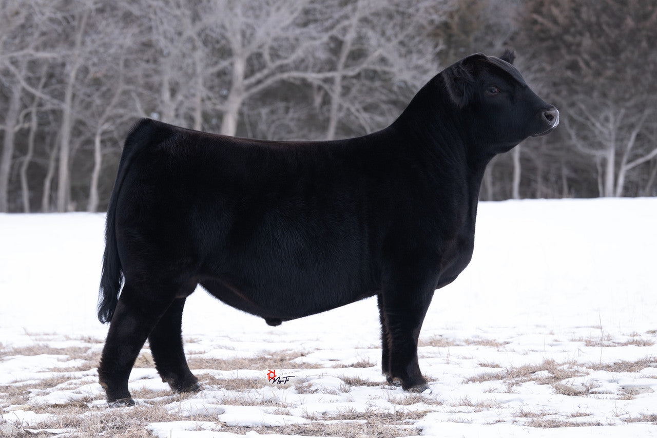 SFI Lone Wolf N2 Simmental Bull- Genesource