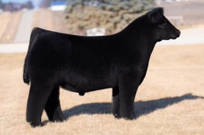 Say No More Bull Semen - Genesource