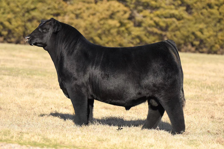 Simon Says Club calf Bull- Genesource