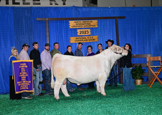 SKS Super Puncher Charolais bull Genesource