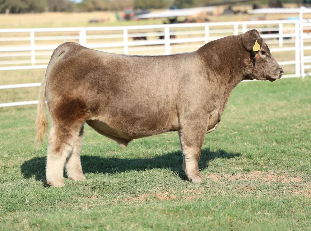 Then Sings My Soul club calf bull- Genesource