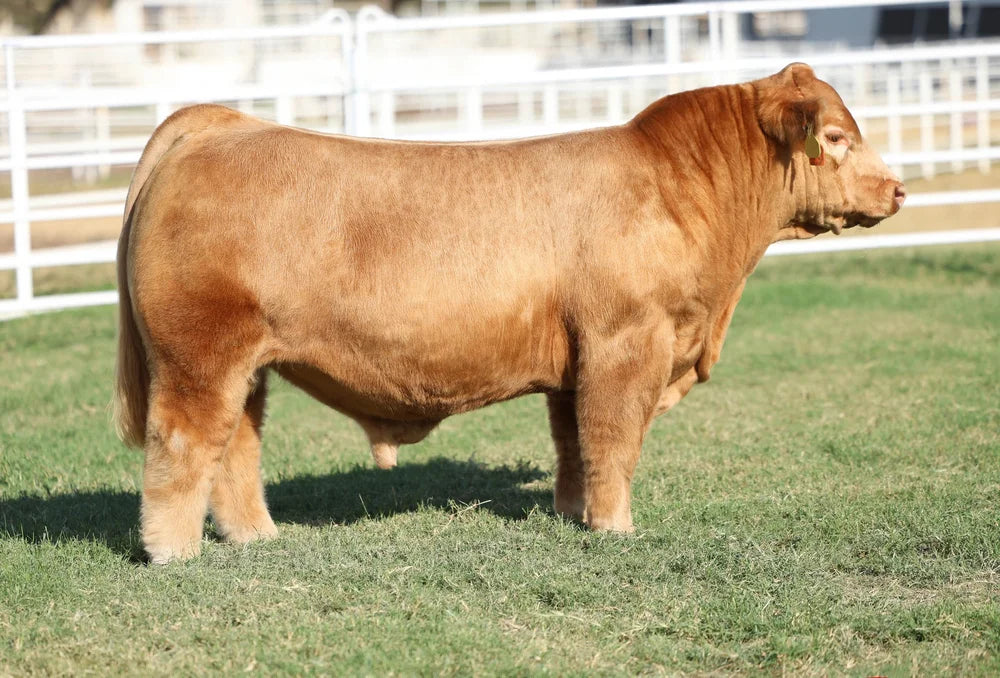 Touch of Heaven Club calf bull- Genesource