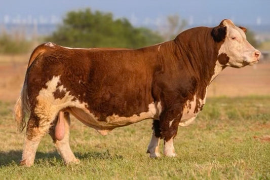 Take Me to Church Club Calf Bull- Genesource