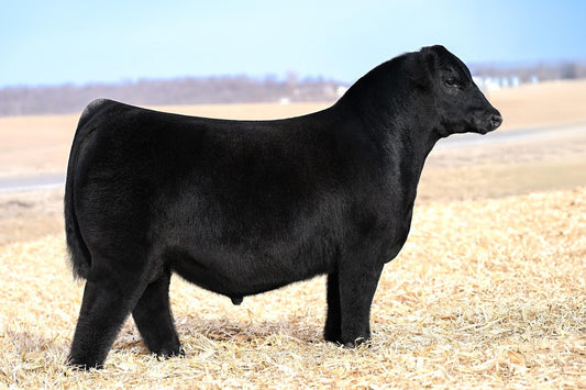 Core Testament 268N Angus Bull-Genesource
