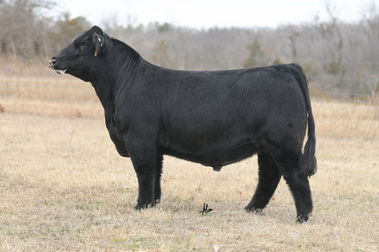 WHF / JS The Deuce K45 Simmental bull Genesource