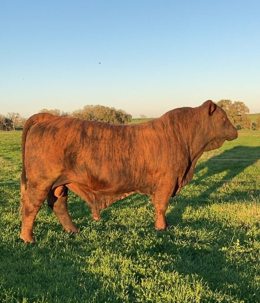 Tiger King American Influence Bull - Genesource