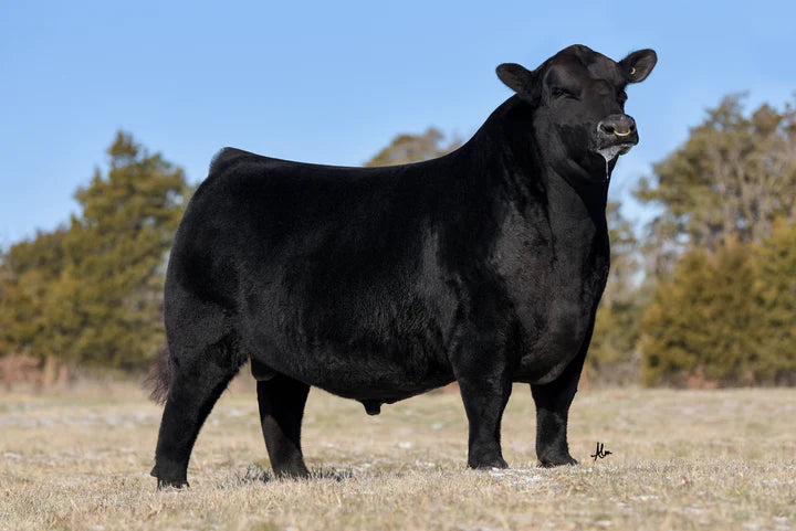 Timeless Angus Bull- Genesource