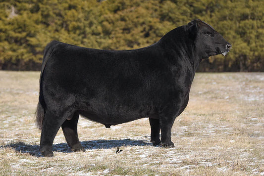 Timeless Angus Bull-Genesource