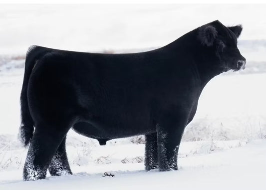 Told Ya So Bull Semen * Genesource