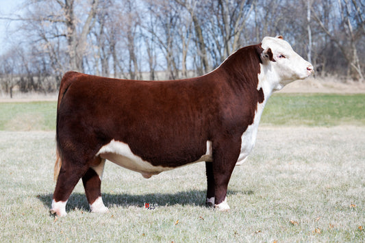 ECR HDF Travis 3503 ET Bull Semen * Genesource