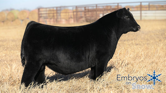 UDE New Heights 62/87 Angus Bull- Genesource