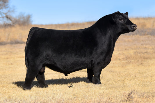 Hasson Woodbine 2024 Angus Bull