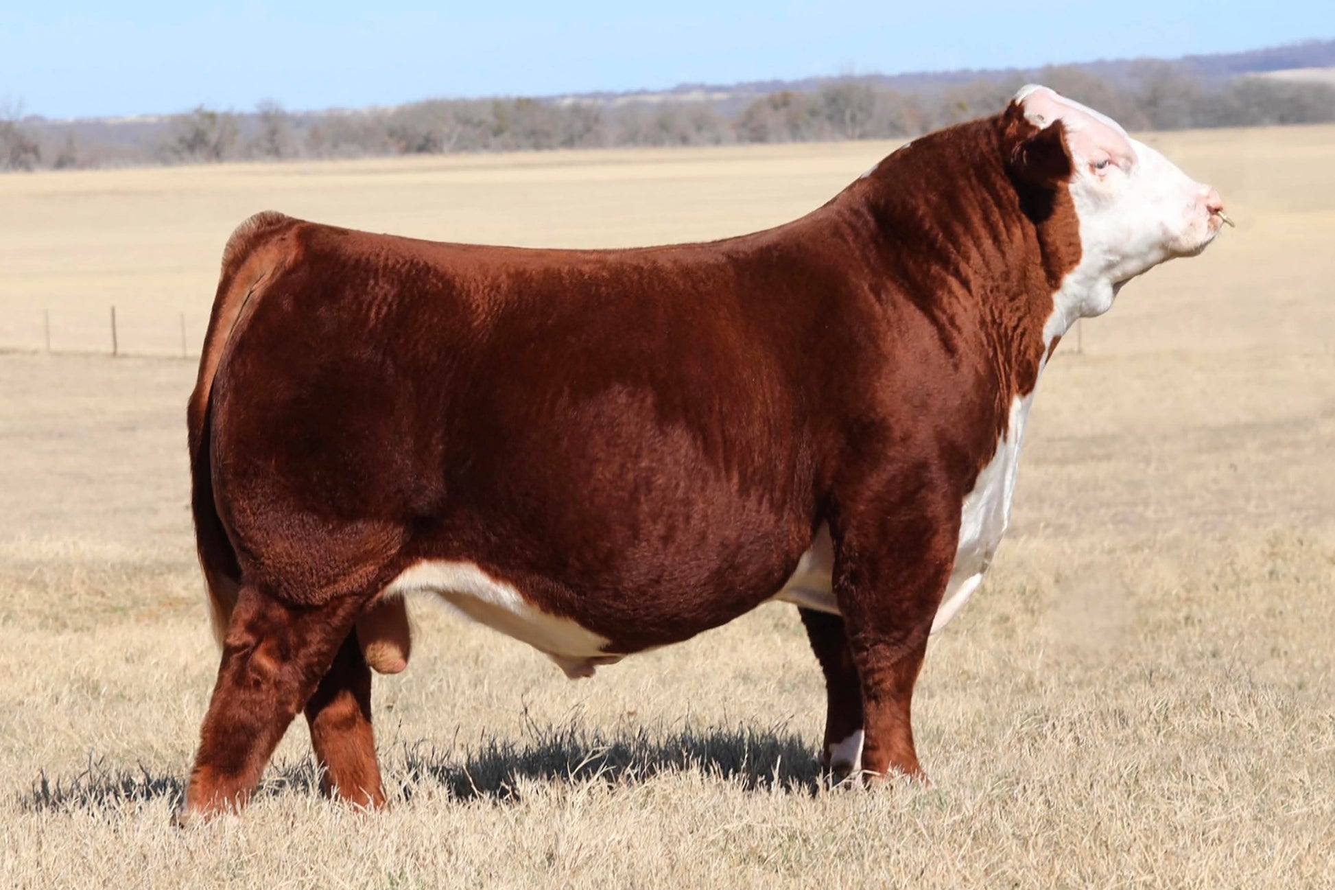 SMB KTRCC PENDLETON 420M Polled Hereford Bull - Genesource
