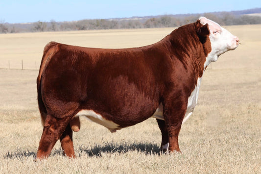 SMB KTRCC PENDLETON 420M Polled Hereford Bull - Genesource