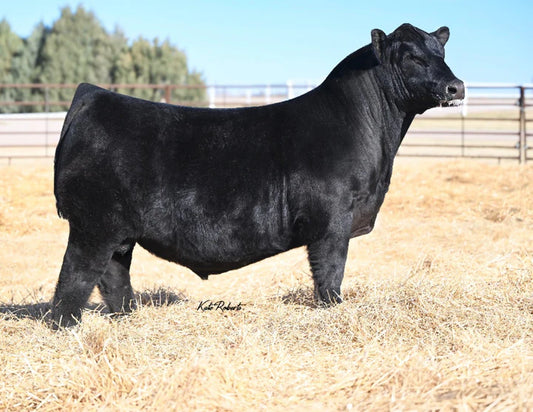 STAG HIGH TIDE 8022 516 Angus bull- Genesource