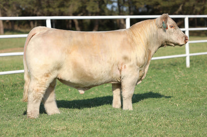 HL 819E Club Calf Bull- Genesource