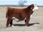 BK CMCC Kool Profit K001ET Bull Semen * Genesource