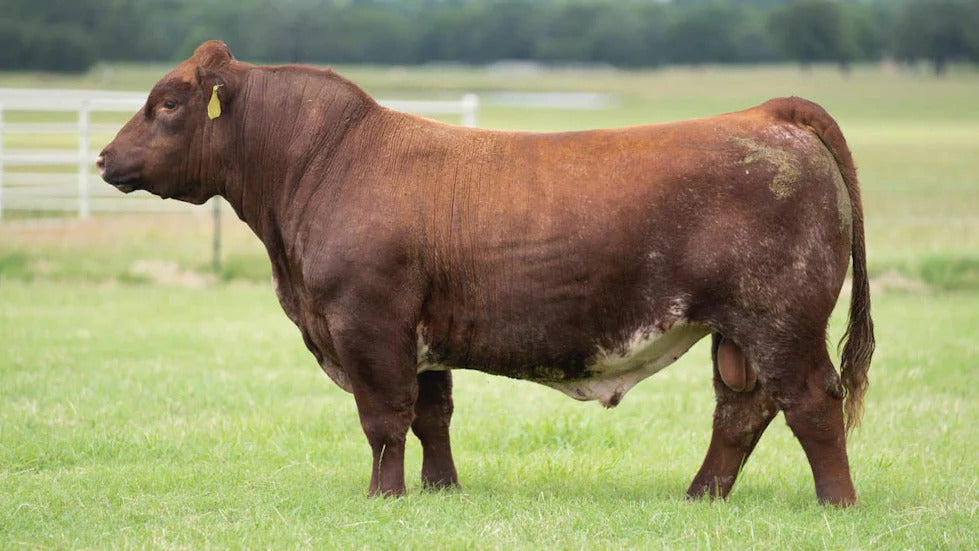 Blue Ribbon Bull Bullet Proof – Genesource, LLC