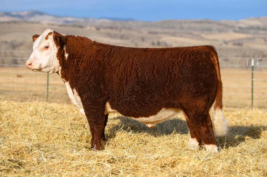 Churchill Red Thunder 133J ET Bull Semen * Genesource
