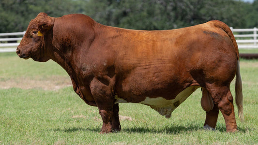 Geronimo- American Cross Club Calf Bull Genesource
