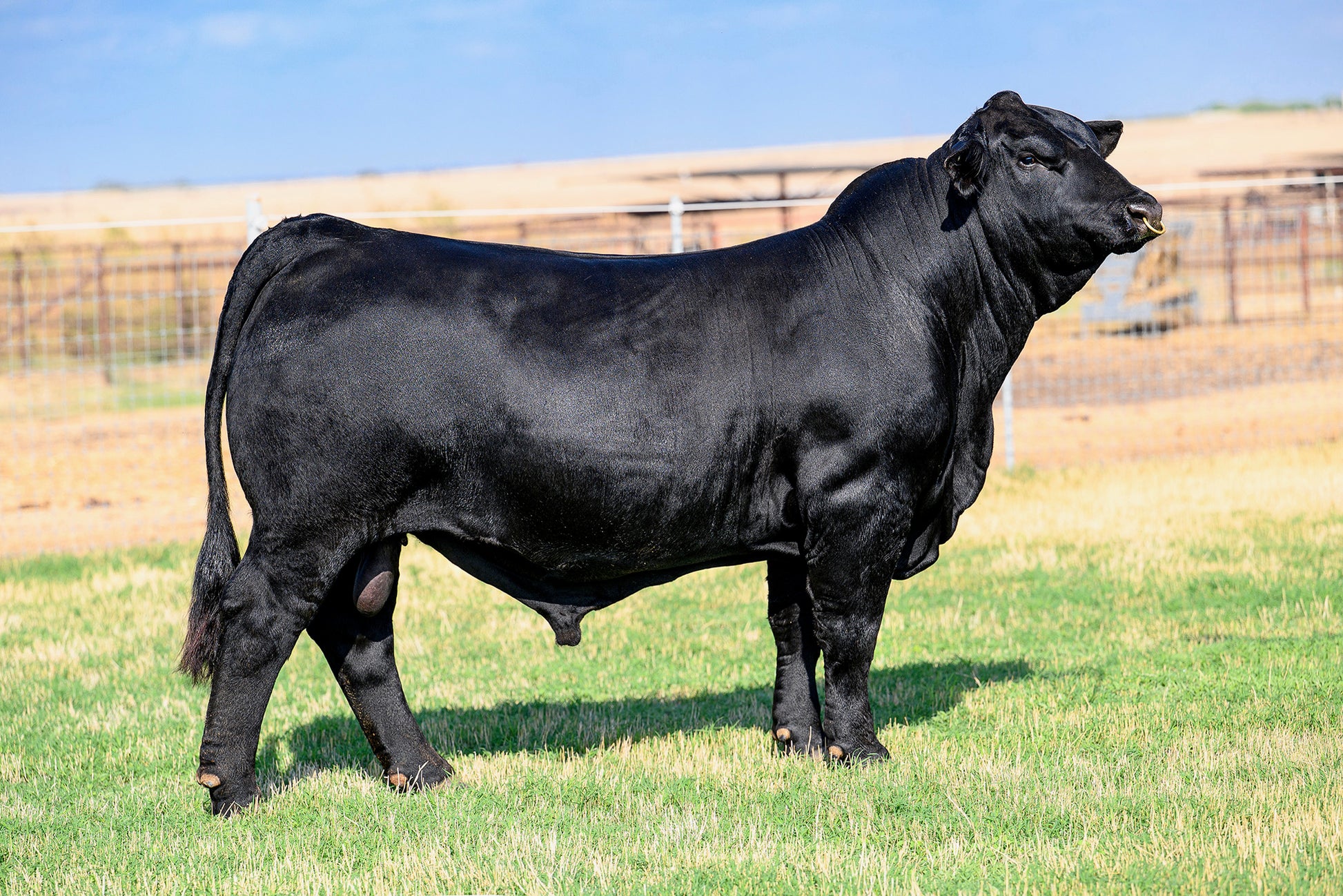RAFTER L EXCLUSIVE 150M Brangus Bull- Genesource