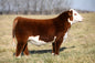 Silo H18 Brandston 2404 ET Bull Semen - Genesource