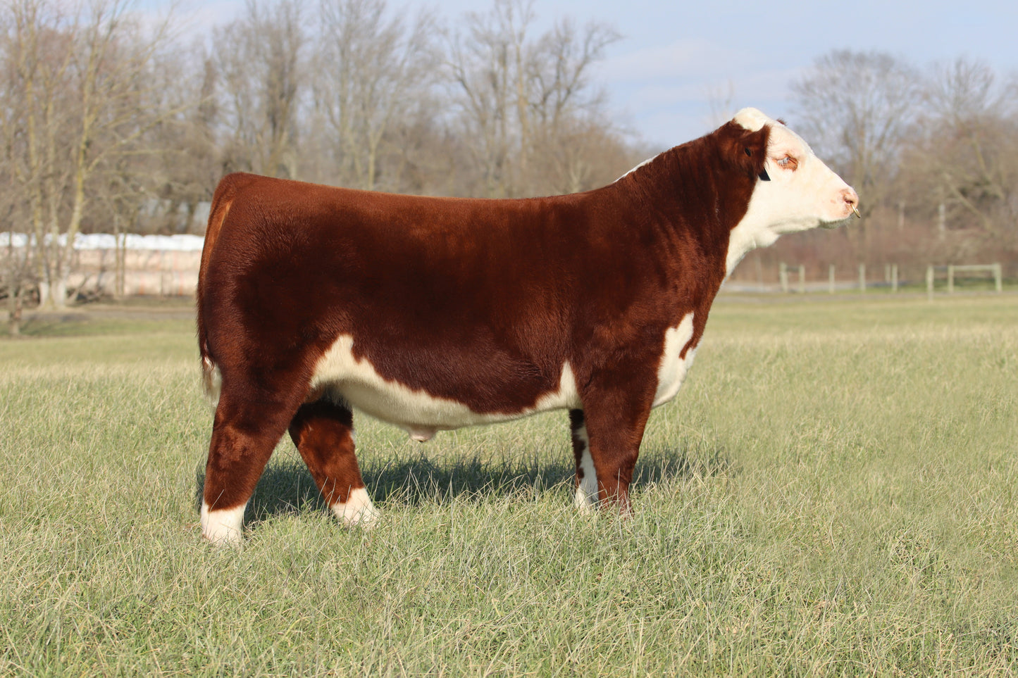 SCG SHOWTIME NO LIMIT 111ET Polled Hereford bull- Genesource