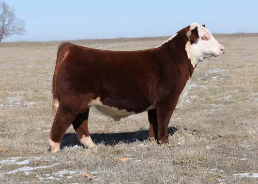 CH Premier 233 Polled Hereford Bull Genesource